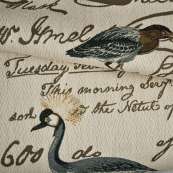 Birdsong